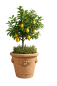 Preview: Vaso con Limoni – grand pot de jardin méditerranéen avec décor citron